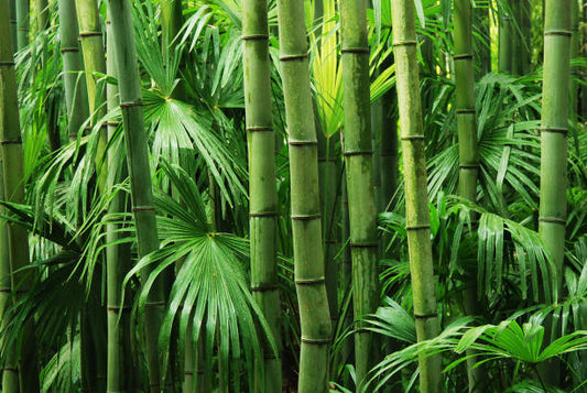 The Ultimate Guide to Bamboo Pillows: Why They’re the Secret to Better Sleep